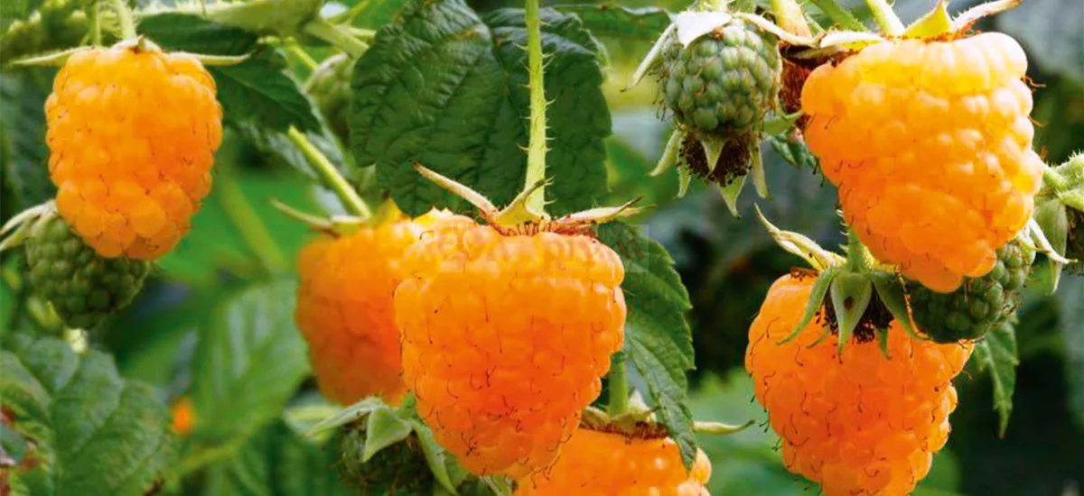 Herbsttragende Himbeere 'Allgold' Topfgröße 3,5 Liter