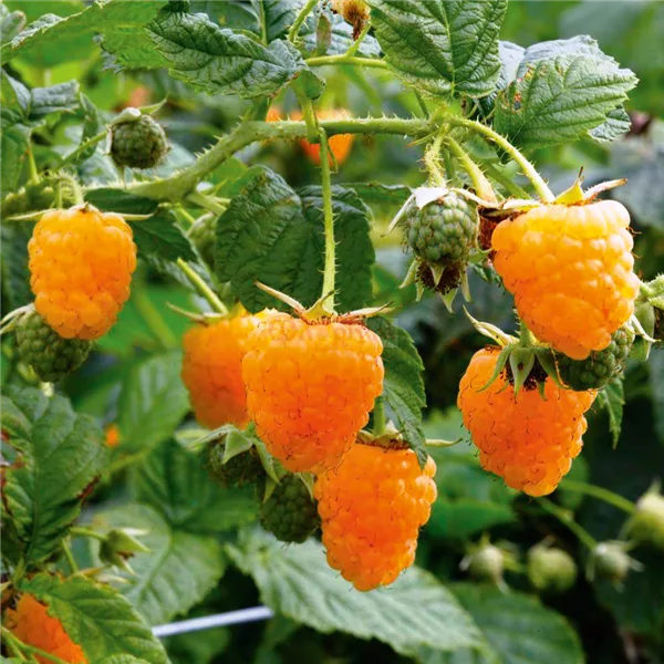 Herbsttragende Himbeere 'Allgold'