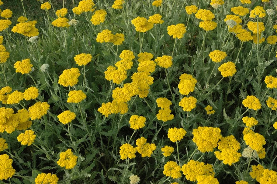 Achillea filipendulina 'Coronation Gold' 9x9 cm Staude