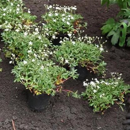 Fingerkraut pflanzen