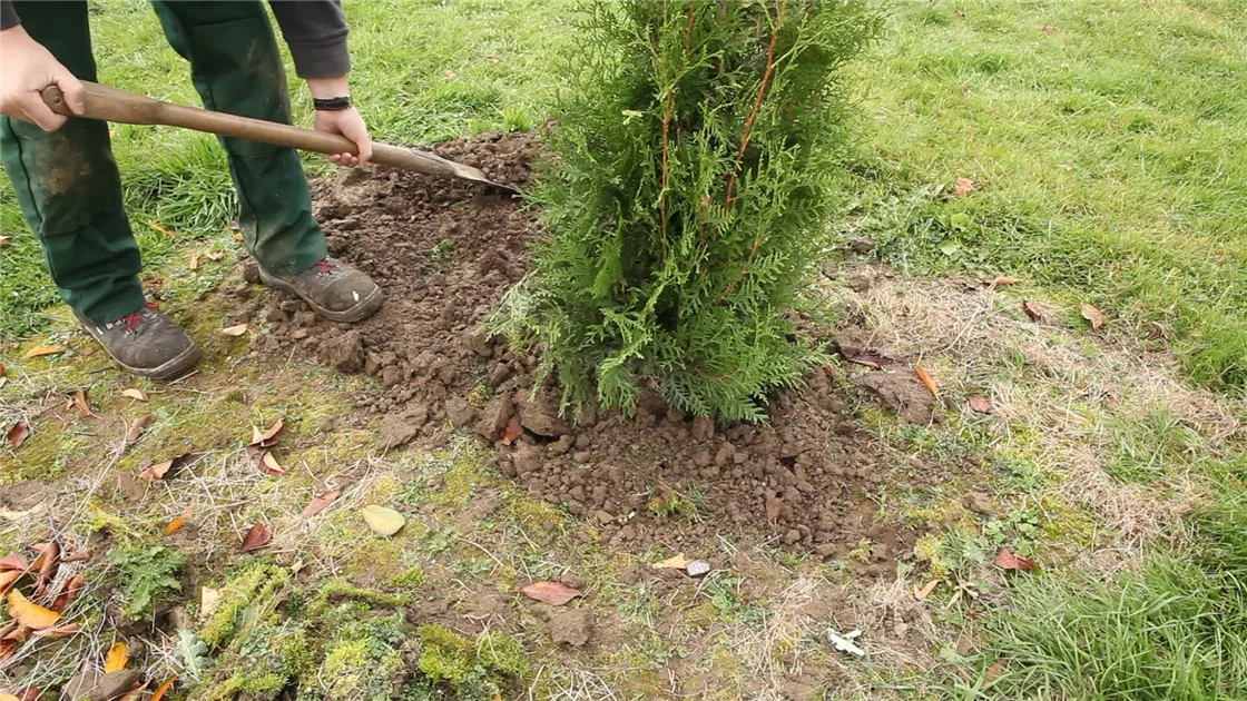 für katzen geeignete zimmerpflanzen Katzenfreundliche Zimmerpflanzen (6er Set) kaufen