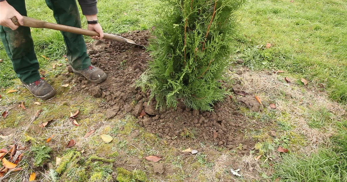 Lebensbaum - Thuja einpflanzen im Garten