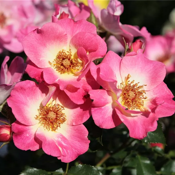 Rosenpflanzen Rosenpflanzen