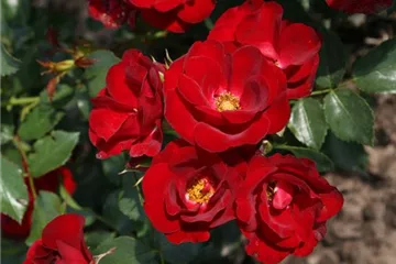 Rosenpflanzen Rosenpflanzen