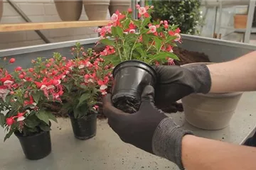 Fuchsien - Einpflanzen in ein Gefäß Fuchsien - Einpflanzen in ein Gefäß